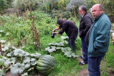 Yerli tohumla 90 kiloluk bal kabağı yetiştirdi