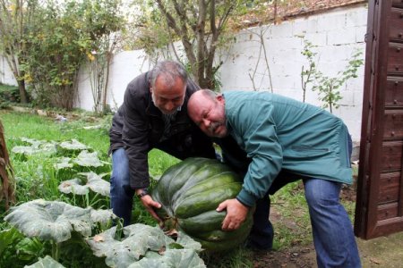 Yerli tohumla 90 kiloluk bal kabağı yetiştirdi