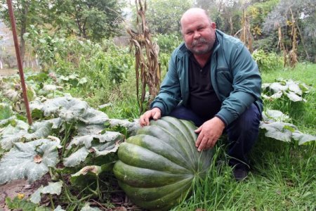 Yerli tohumla 90 kiloluk bal kabağı yetiştirdi