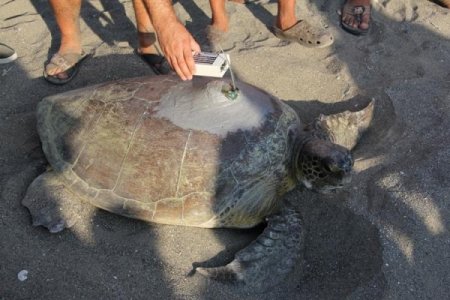 Yeşil deniz kaplumbağası Defne, Bardawil Gölü'nü sevdi