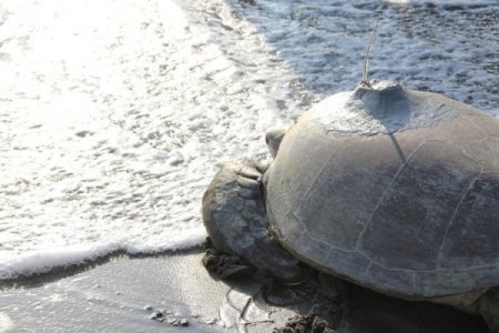 Yeşil deniz kaplumbağası Defne, Bardawil Gölü'nü sevdi