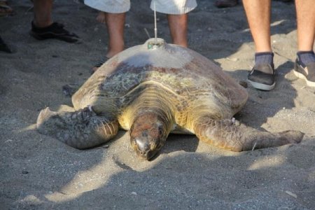 Yeşil deniz kaplumbağası Defne, Bardawil Gölü'nü sevdi
