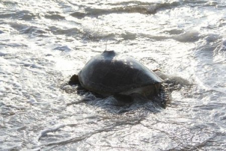 Yeşil deniz kaplumbağası Defne, Bardawil Gölü'nü sevdi