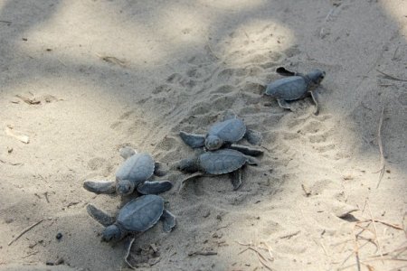 Yeşil kaplumbağaya Mehmetçik koruması