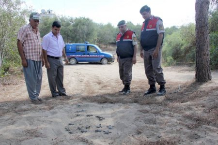 Yeşil kaplumbağaya Mehmetçik koruması