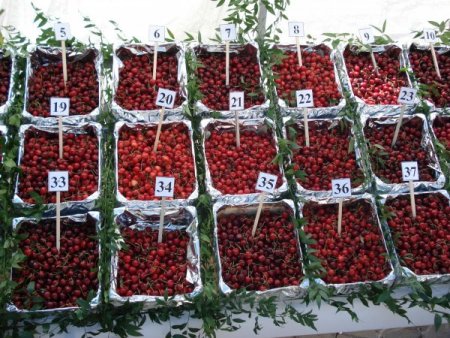 Yeşilli, Kiraz Festivaline Hazırlanıyor