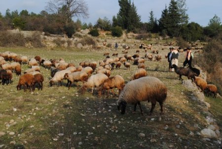Yetiştiriciler, Koyunlarını Yaylaya Bir Ay Önce Çıkmak İstiyor