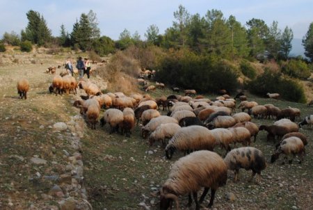 Yetiştiriciler, Koyunlarını Yaylaya Bir Ay Önce Çıkmak İstiyor