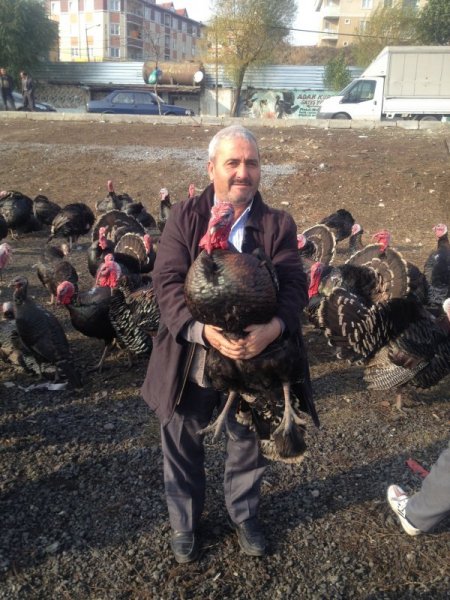 Yılbaşı hindileri satışa çıktı (Özel)