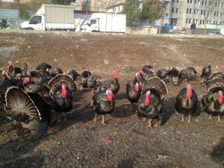 Yılbaşı hindileri satışa çıktı (Özel)