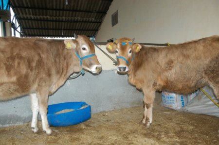 Yıldırım Belediyesi Kurban Bayramı'na hazır