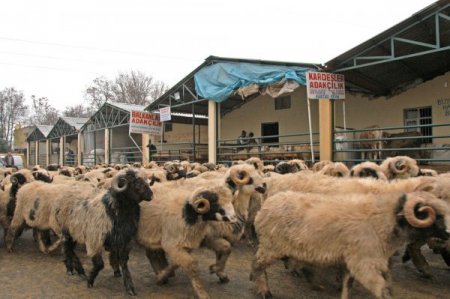 Yıldırım Belediyesi Kurban Bayramı'na hazır