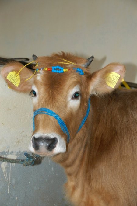 Yıldırım Belediyesi Kurban Bayramı'na hazır