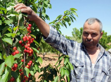 Yılın İlk Kiraz Hasadı Manisa'nın Sancaklı Bozköy Beldesinde Başladı