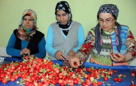 Yılın İlk Kiraz Hasadı Manisa'nın Sancaklı Bozköy Beldesinde Başladı