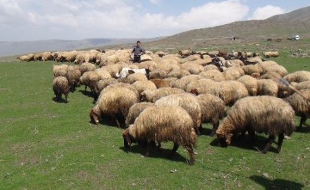 Yılladır silah seslerinin eksik olmadığı yaylalarda artık koyun sesleri var