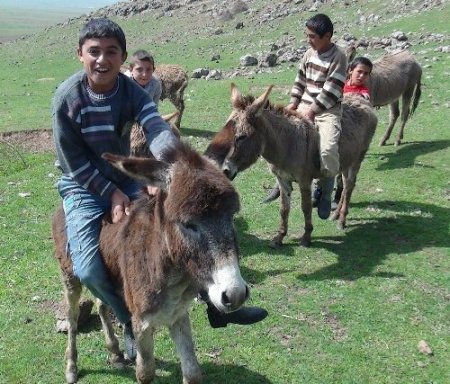 Yılladır silah seslerinin eksik olmadığı yaylalarda artık koyun sesleri var