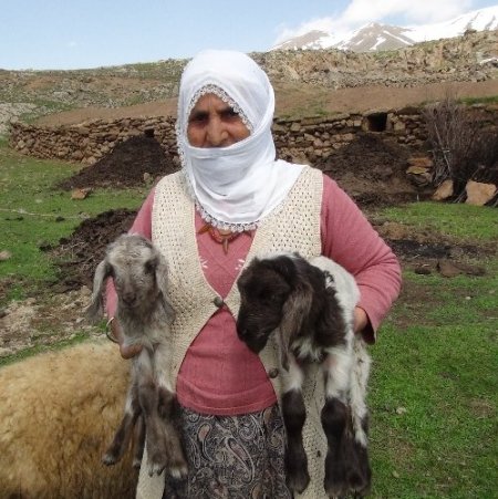 Yılladır silah seslerinin eksik olmadığı yaylalarda artık koyun sesleri var