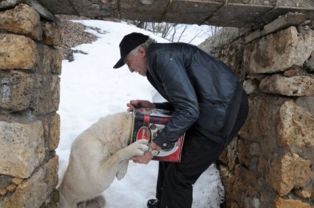 Yiyecek arayan köpeğin kafası tenekeye sıkıştı