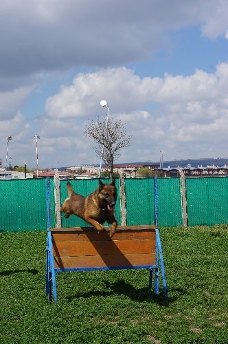 Yoğun mesai yapan polis köpeklerine psikolojik destek veriliyor (Özel)