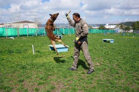 Yoğun mesai yapan polis köpeklerine psikolojik destek veriliyor (Özel)