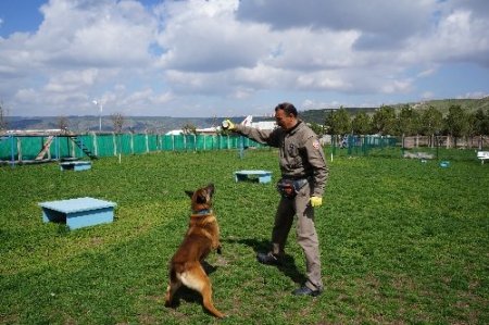 Yoğun mesai yapan polis köpeklerine psikolojik destek veriliyor (Özel)