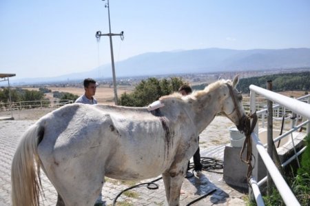 Yolda Yaralı Bulunan At Tedavi Ediliyor