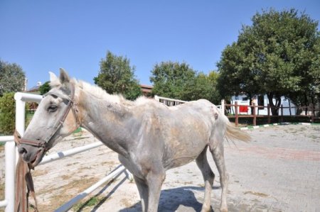 Yolda Yaralı Bulunan At Tedavi Ediliyor