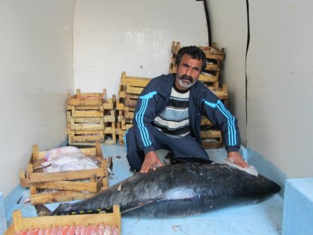 Yolunu Şaşıran Dev Orkinos Balıkçıların Ağına Takıldı