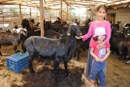 Yörükler Kıl Keçilerinin Kıllarını Çadır Yapıyor