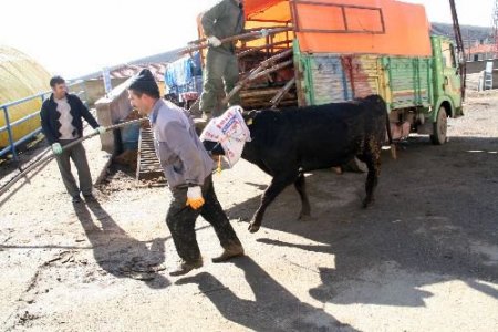 Yozgat Belediye Başkanı Başer: Kurbanlar Belirlenen Yerlerde Kesilmeli
