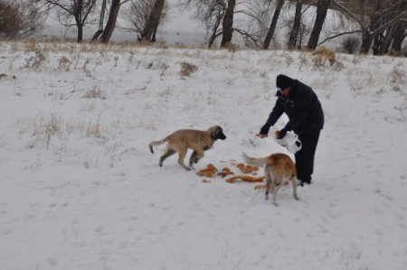 Yozgat Belediyesi, sokak ve yaban hayvanları için doğaya yiyecek bıraktı