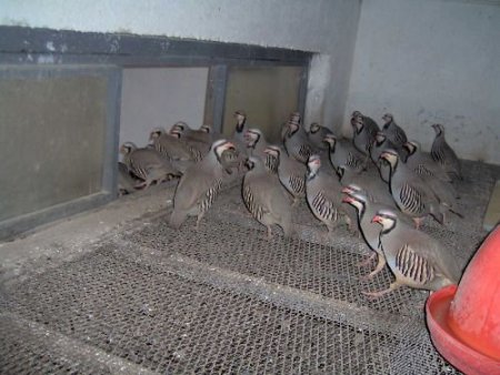 Yozgat Keklik Üretim İstasyonu'nda 2009'da 7 Bin 327 Adet Yavru Keklik Üretimi Yapıldı