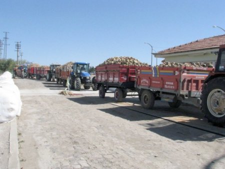 Yozgat Şeker Fabrikası bu yıl 357 bin ton şeker pancarı işleyecek