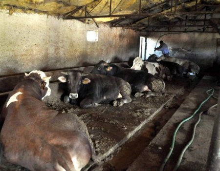 Yozgat Ziraat Odası Başkanı: Kurbanlık fiyatları düşmez