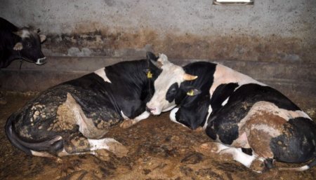 Yozgat Ziraat Odası Başkanı: Kurbanlık fiyatları düşmez