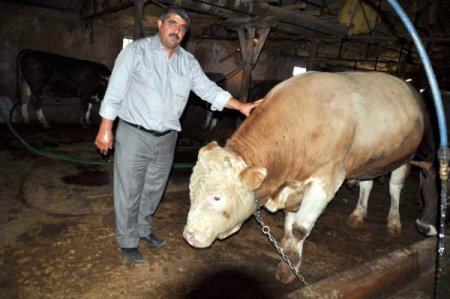 Yozgat Ziraat Odası Başkanı: Kurbanlık fiyatları düşmez