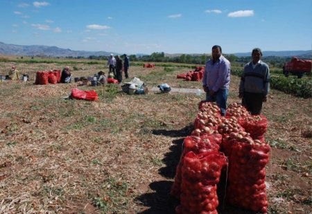 Yozgatlı soğan üreticisi fiyattan yana dertli