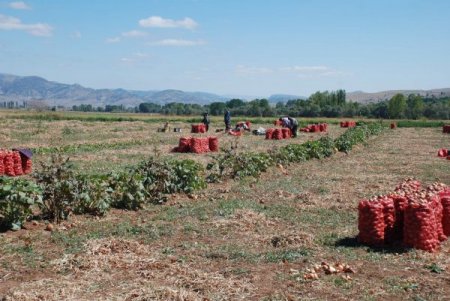 Yozgatlı soğan üreticisi fiyattan yana dertli