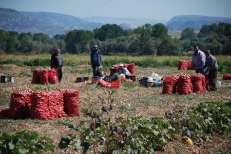 Yozgatlı soğan üreticisi fiyattan yana dertli