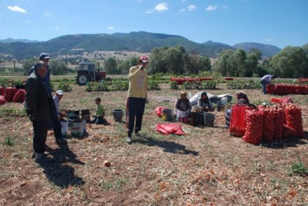 Yozgatlı soğan üreticisi fiyattan yana dertli