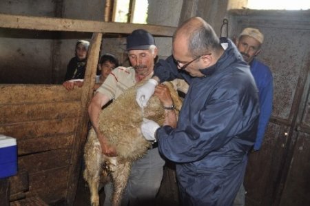 Yozgat’ta 200 bin küçükbaş hayvana veba aşısı yapılacak