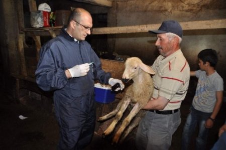 Yozgat’ta 200 bin küçükbaş hayvana veba aşısı yapılacak