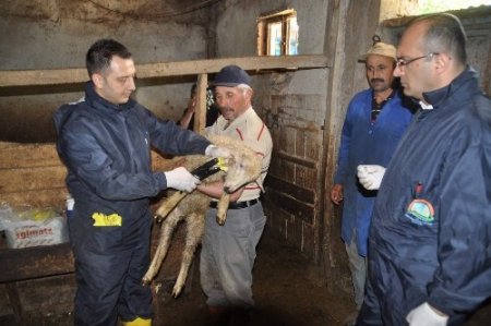 Yozgat’ta 200 bin küçükbaş hayvana veba aşısı yapılacak