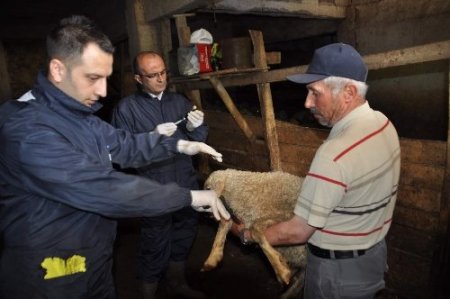 Yozgat’ta 200 bin küçükbaş hayvana veba aşısı yapılacak
