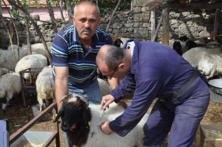 Yozgat’ta 210 bin büyükbaş hayvana şap aşısı yapılacak