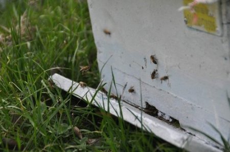 Yozgat'ta arılar ilkbahar bakımı yapılarak yaylıma çıkarıldı