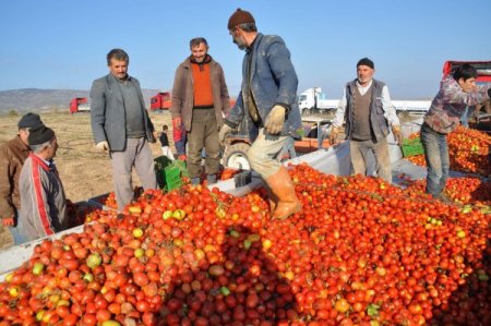 Yozgat'ta devlet meyvecilik projesi yaptı, köyden göçenler geri döndü