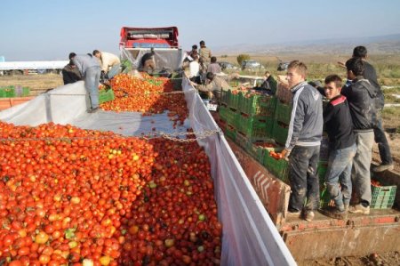 Yozgat'ta devlet meyvecilik projesi yaptı, köyden göçenler geri döndü