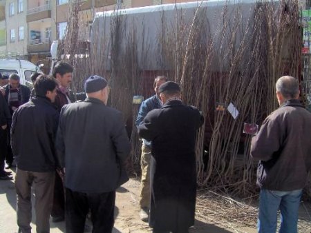 Yozgat'ta Fidan Satışı Başladı